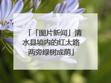 「图片新闻」清水县境内的红太路两旁绿树成荫