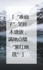 “夜仙子”叉叶木盛放，满地点缀“紫红地毯”