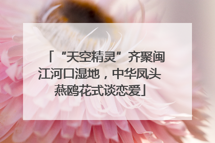 “天空精灵”齐聚闽江河口湿地，中华凤头燕鸥花式谈恋爱
