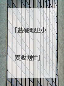 盐碱地里小麦收割忙