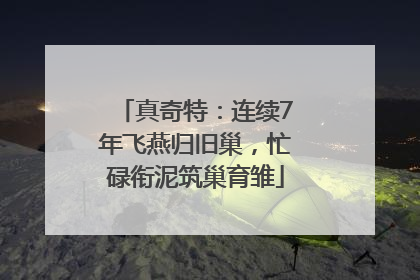 真奇特：连续7年飞燕归旧巢，忙碌衔泥筑巢育雏