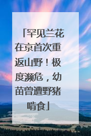 罕见兰花在京首次重返山野！极度濒危，幼苗曾遭野猪啃食