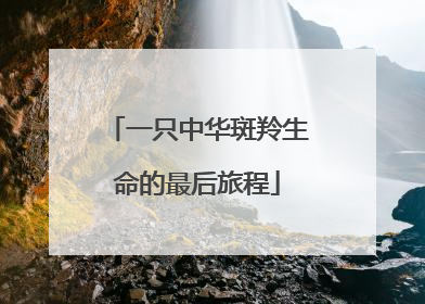 一只中华斑羚生命的最后旅程