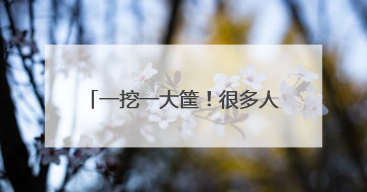 一挖一大筐！很多人来日照这里赶海！