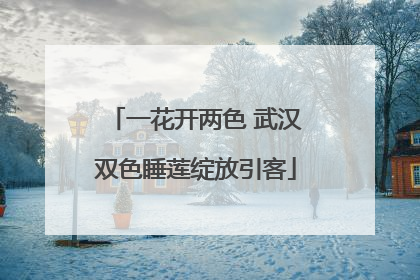 一花开两色 武汉双色睡莲绽放引客