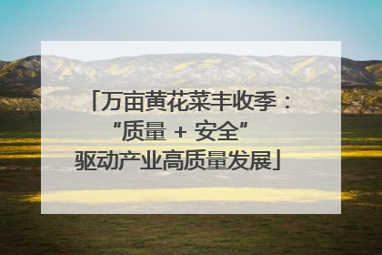万亩黄花菜丰收季：“质量 + 安全” 驱动产业高质量发展