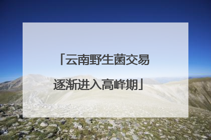 云南野生菌交易逐渐进入高峰期
