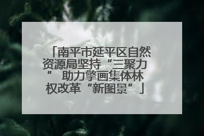 南平市延平区自然资源局坚持“三聚力” 助力擎画集体林权改革“新图景”