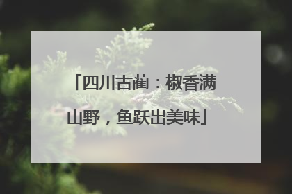 四川古蔺：椒香满山野，鱼跃出美味