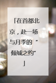 在首都北京，赴一场与月季的“倾城之约”
