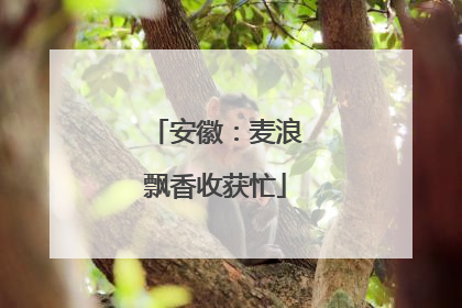 安徽：麦浪飘香收获忙