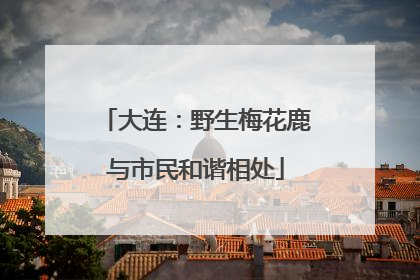 大连：野生梅花鹿与市民和谐相处