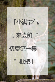 小满节气，来尝鲜“初夏第一果”枇杷