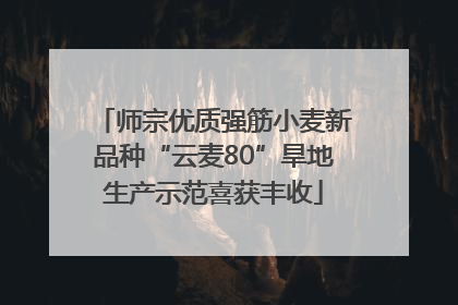 师宗优质强筋小麦新品种“云麦80”旱地生产示范喜获丰收