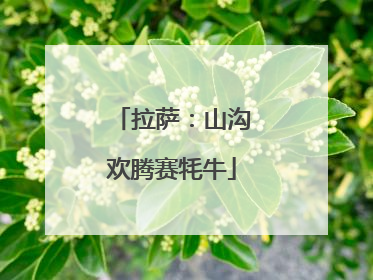 拉萨：山沟欢腾赛牦牛