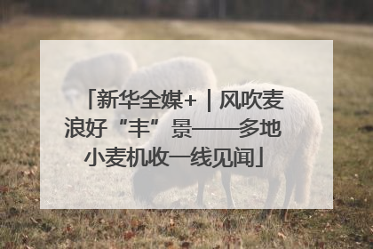 新华全媒+｜风吹麦浪好“丰”景——多地小麦机收一线见闻