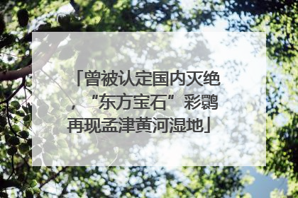曾被认定国内灭绝，“东方宝石”彩鹮再现孟津黄河湿地