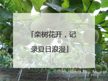 栾树花开，记录夏日浪漫