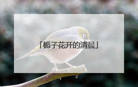 栀子花开的清晨