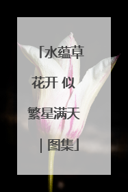 水蕴草花开 似繁星满天｜图集