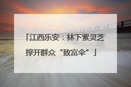 江西乐安：林下紫灵芝撑开群众“致富伞”