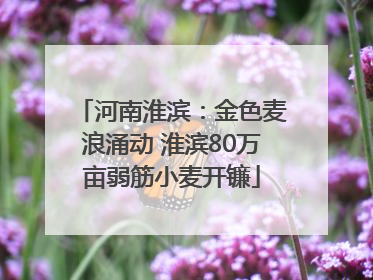 河南淮滨：金色麦浪涌动 淮滨80万亩弱筋小麦开镰