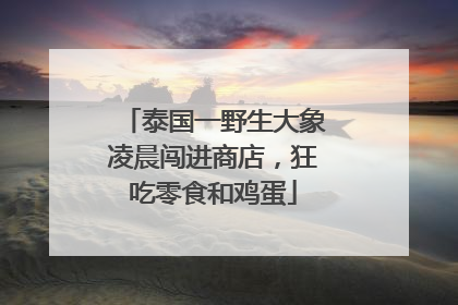 泰国一野生大象凌晨闯进商店，狂吃零食和鸡蛋