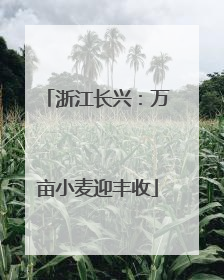 浙江长兴：万亩小麦迎丰收
