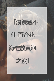 浪漫藏不住 百合花海绽放黄河之滨