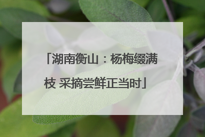 湖南衡山：杨梅缀满枝 采摘尝鲜正当时