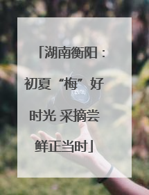 湖南衡阳：初夏“梅”好时光 采摘尝鲜正当时