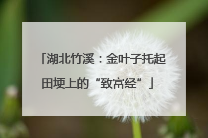 湖北竹溪：金叶子托起田埂上的“致富经”