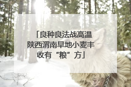 良种良法战高温 陕西渭南旱地小麦丰收有“粮”方