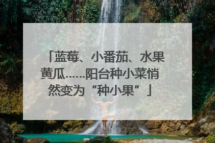 蓝莓、小番茄、水果黄瓜……阳台种小菜悄然变为“种小果”