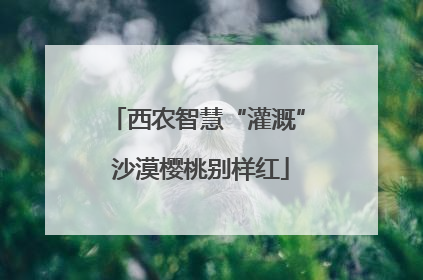西农智慧“灌溉” 沙漠樱桃别样红