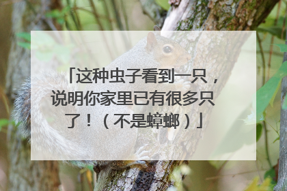 这种虫子看到一只，说明你家里已有很多只了！（不是蟑螂）
