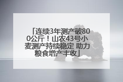 连续3年测产破800公斤！山农43号小麦测产持续稳定 助力粮食增产丰收