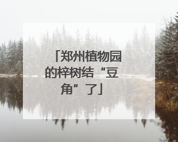 郑州植物园的梓树结“豆角”了