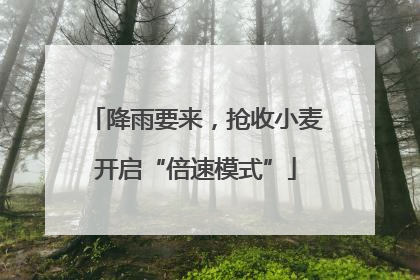降雨要来，抢收小麦开启“倍速模式”