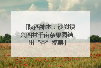 陕西神木：沙峁镇兴四村千亩杂果园结出“杏”福果