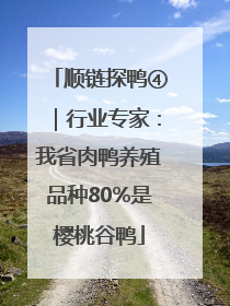 顺链探鸭④｜行业专家：我省肉鸭养殖品种80%是樱桃谷鸭