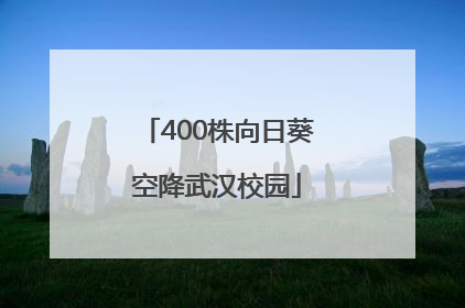 400株向日葵空降武汉校园