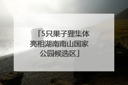 5只果子狸集体亮相湖南南山国家公园候选区